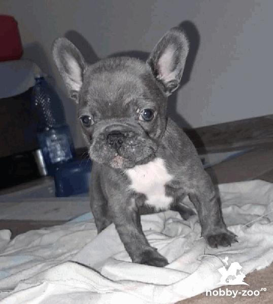 Buldogi francezi de vânzare 