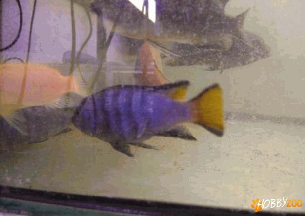 Pesti exotici Acvarii marine