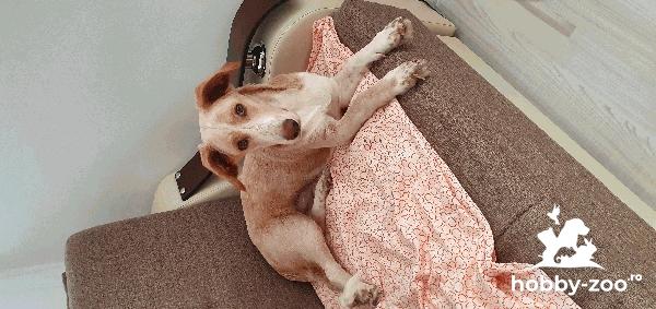 Ofer spre adopție cățel