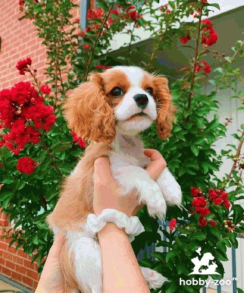 Cățeluși de Cavalier King Charles Spaniel