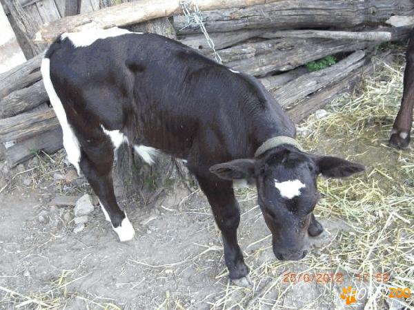 tauras mixt de carne