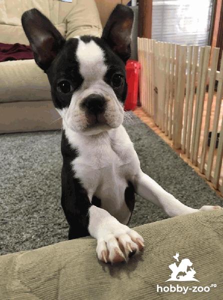 Boston Terrier femela catelus