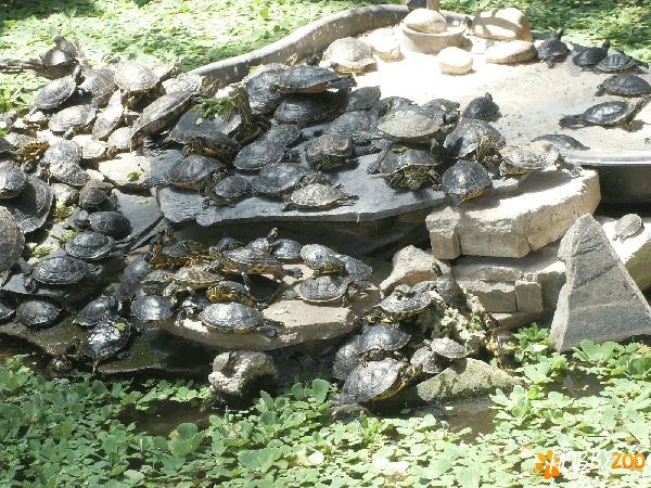 Testoase de Florida cu tample