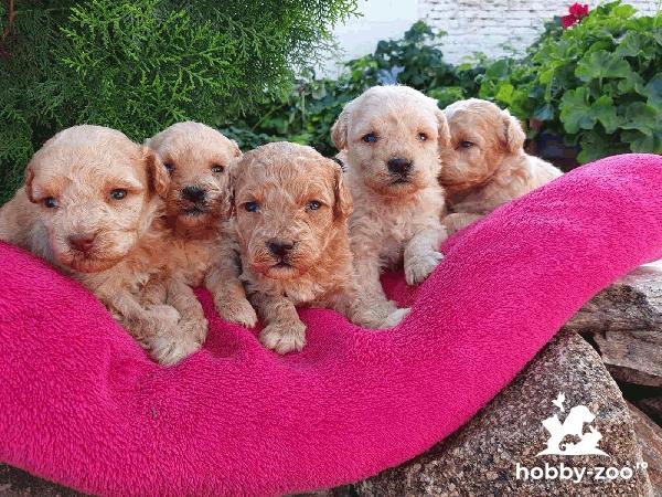 Maltipoo catelusi de vanzare