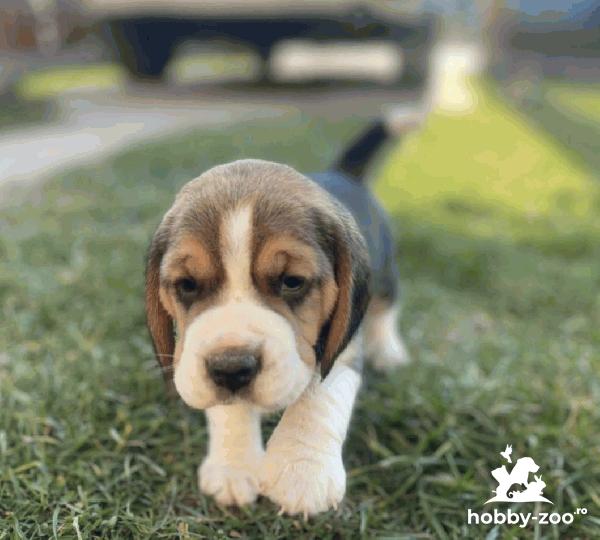 Cățeluș Beagle femelă