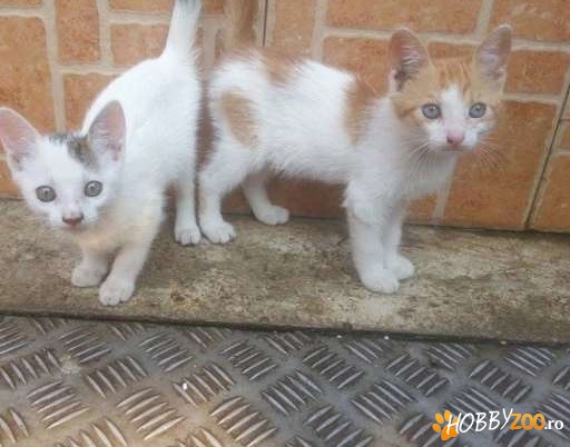 Pui de pisica Giurgiu si Bucuresti