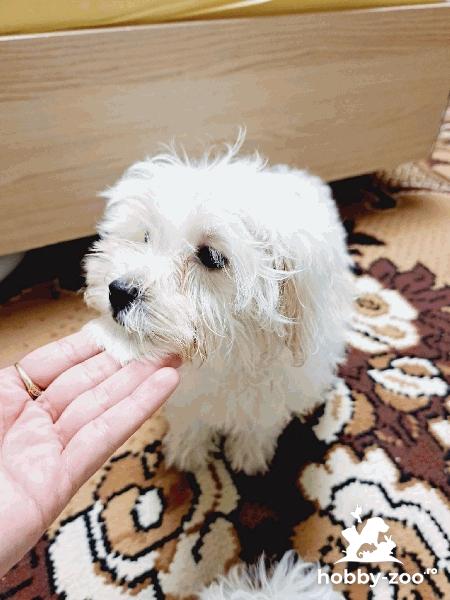 bichon maltesse albi