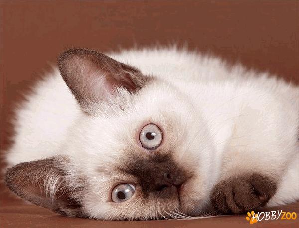 Pisici de rasa Snowshoe