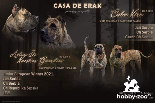 Presa Canario cățeluși frumoși