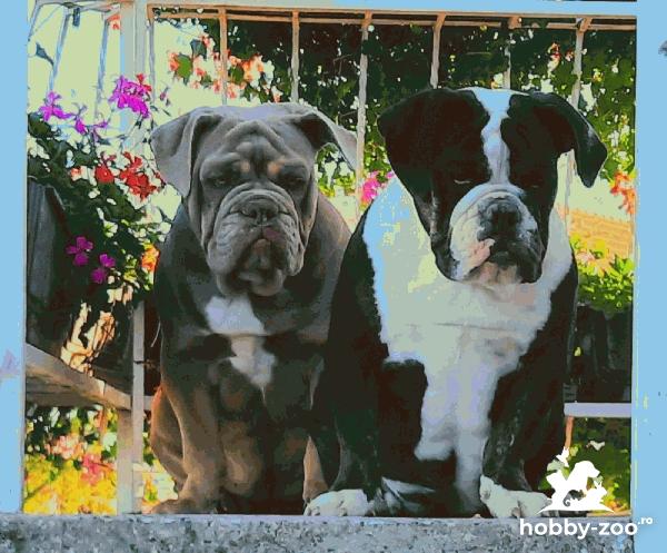 Bulldog englez de vânzare