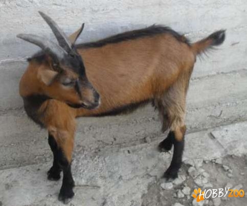 tapi alpina franceza