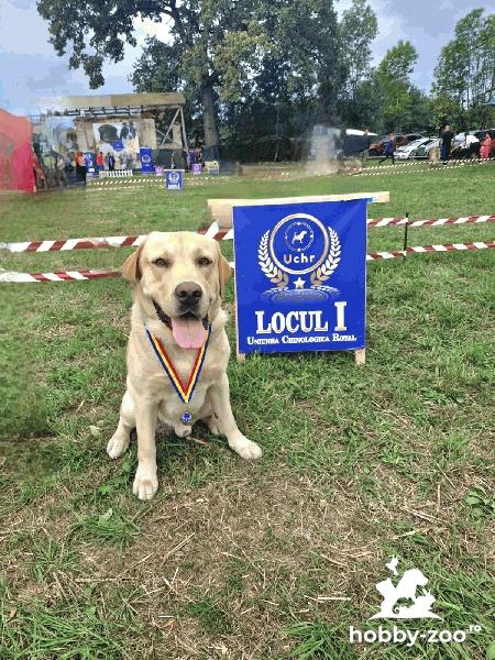 Ofer spre monta mascul Labrador Campion Romania