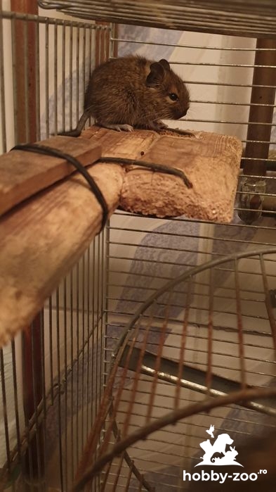 Pui de veverițe Degu de vânzare