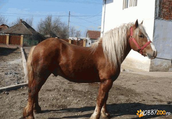 vand Cal rasa  sergaci