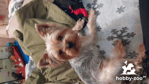 monta yorkshire terrier