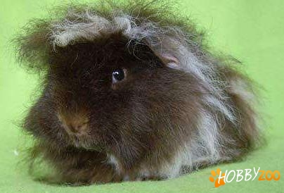 porcusori de guineea cu pedigree
