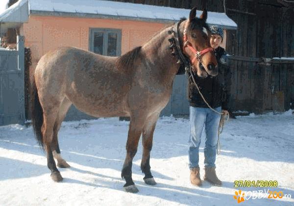 vand manza rasa semi greu