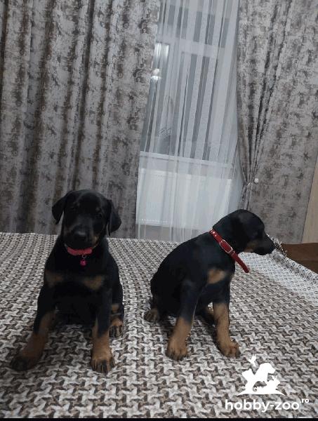 Vând cățelușii de rasă Doberman