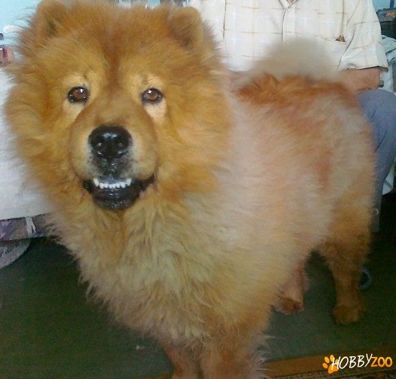 Piedut Chow Chow maro