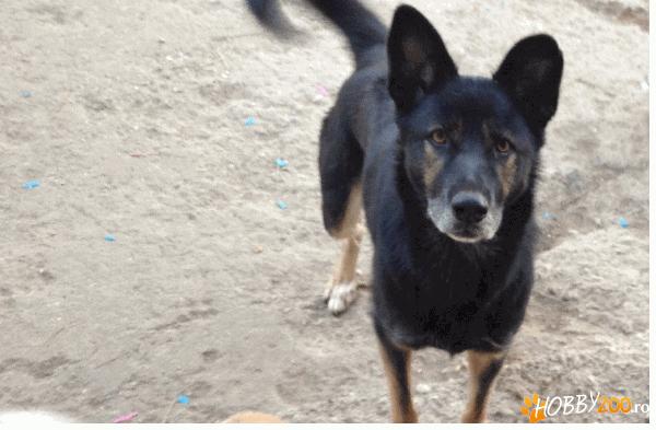 Pierdut Femela lup 7 ani