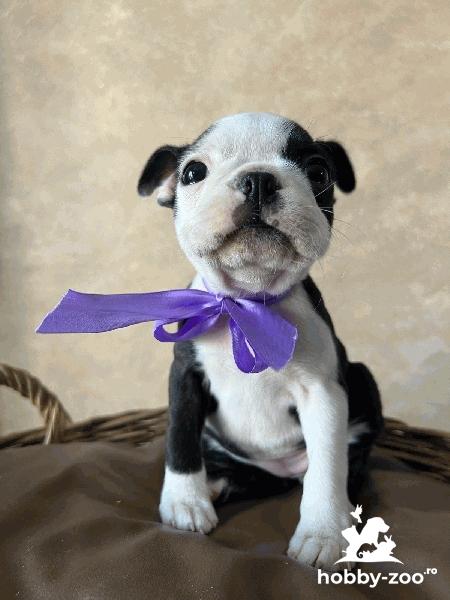 Boston Terrier – cățelușă