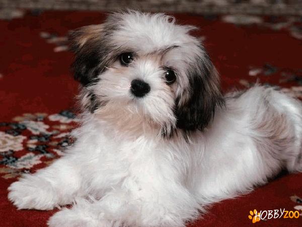 bichon havanez galati