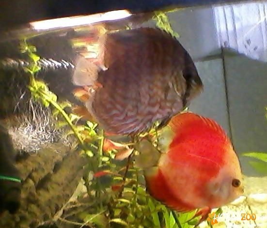 Vand pesti Discusi frumosi