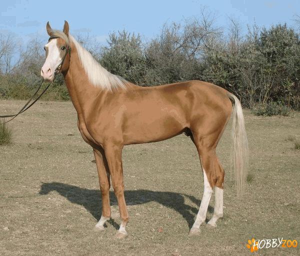 Cal robust AKHAL TEKE