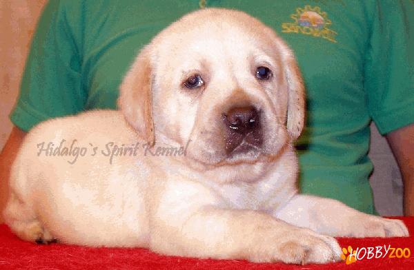 Pui Labrador Retriever Hidalgo bucuresti
