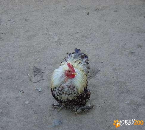 poze reale cocosi cochin