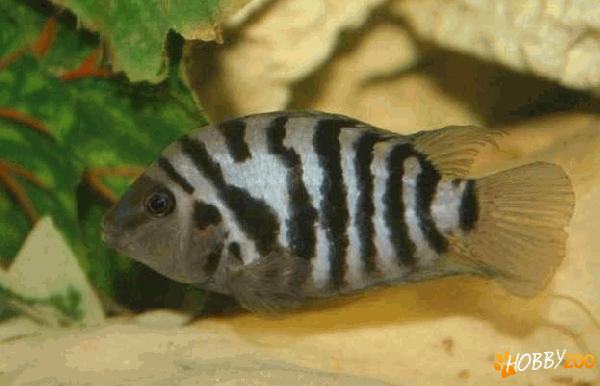 Ciclide nigrofasciatum