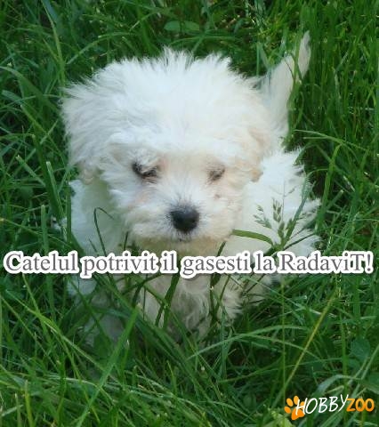 Vand pui Bichon Bolognese 
