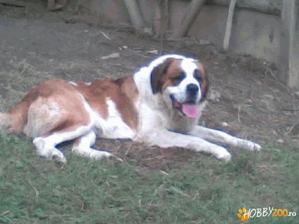 saint bernard pentru monta