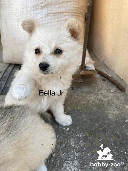 Pui Pomeranian Spitz Japonez metis