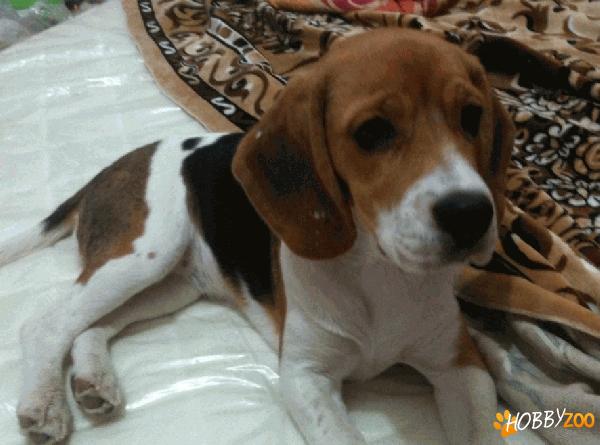 Beagle - catelusa 5 luni - adoptie