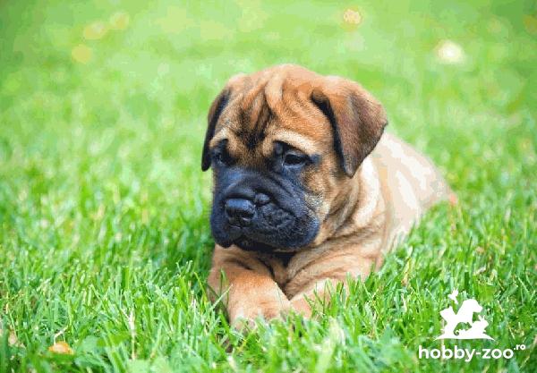 Vindem catei Bullmastiff cu carnet de sanatate si microcip