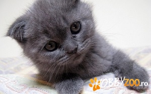 pisicute scottish fold shorthair bl