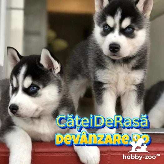 Catei Husky Siberian cu garantie si microcip