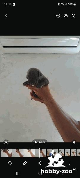 Cane Corso catelusi de vanzare