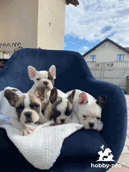 Pui de buldog francez disponibili