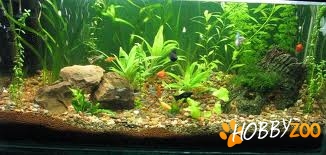 pestisori exotici de acvariu