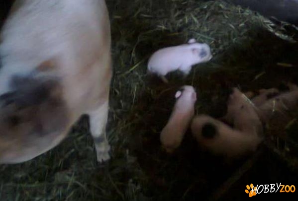 purcei si scrofite vietnameze 