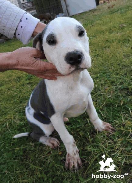 American pit bull terrier CĂTELI