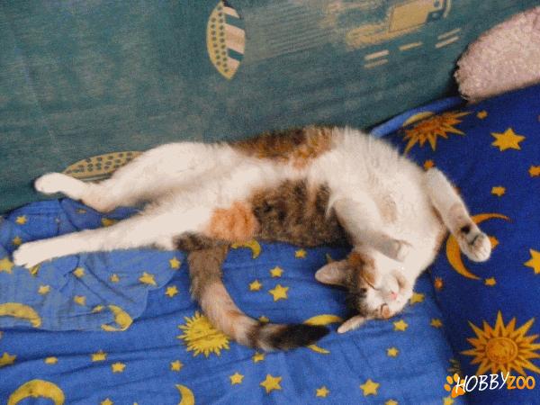 Ofer spre adoptie pisicuta