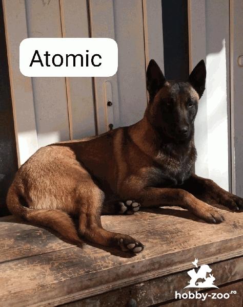 Ciobanesc belgian malinois disponibil montă 