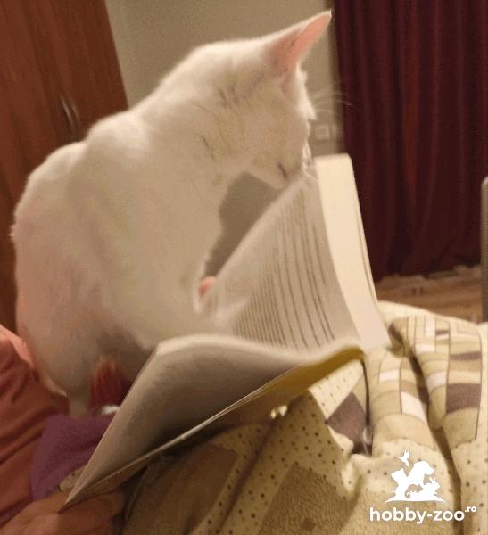 Pisicuță angora caută mascul