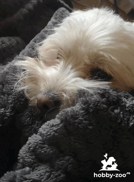 Axel, metis Bichon Maltese, 2 ani