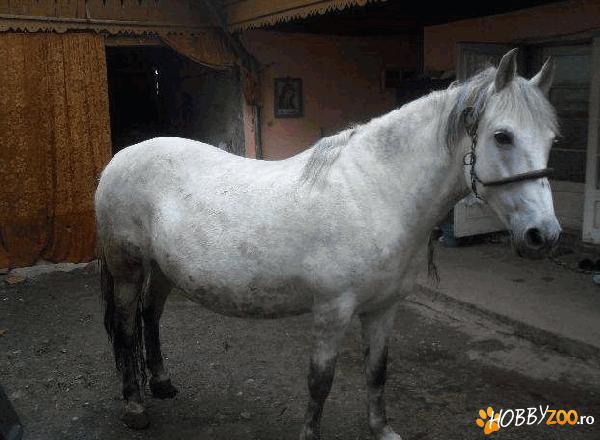 Iapa alba de 9 ani blanda  