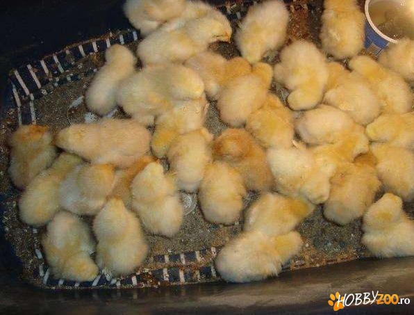 pui gaina de rasa Brahma