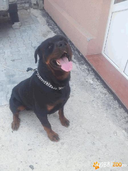 Rottweiler mascul monta